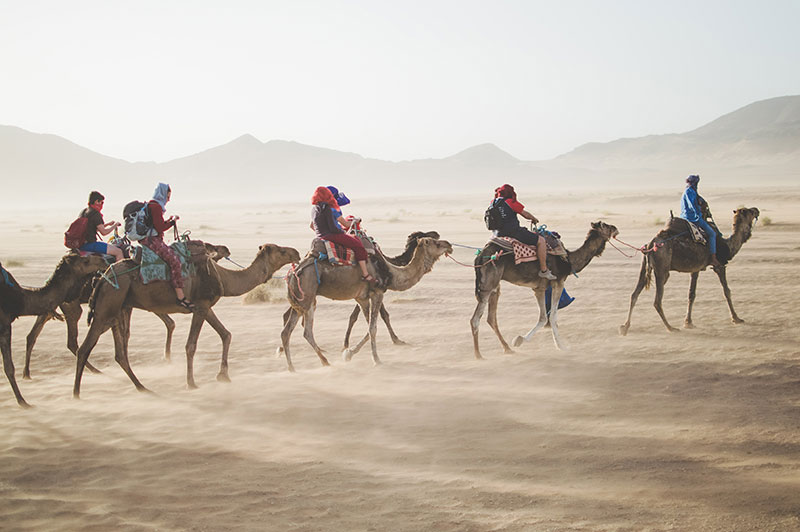 Camel train crossing the desert. Escorted Tours from Travel406